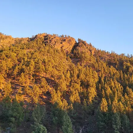 Pinares El Juncal De * Tejeda (Gran Canaria)