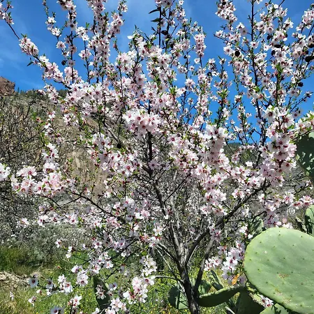 Pinares El Juncal De Holiday home Tejeda (Gran Canaria)