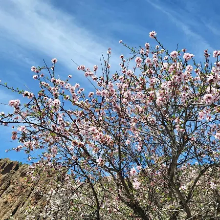 Pinares El Juncal De *